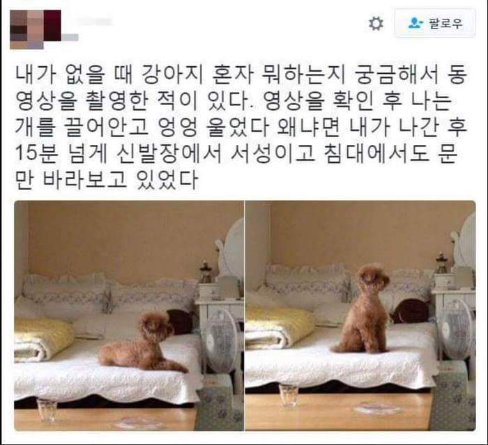 강아지 혼자 뭐하나 몰래 찍어보았다 | 인스티즈