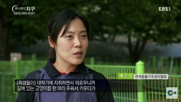 고양이는 버려도 되나요? | 인스티즈