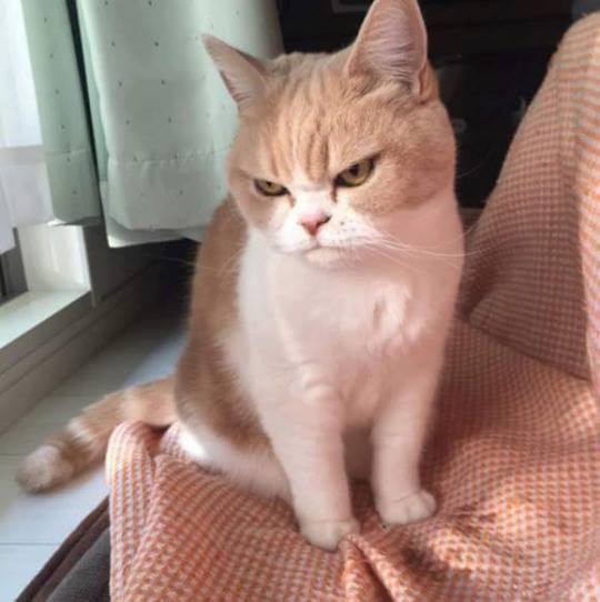 항상 화가나있는 고양이.jpg | 인스티즈