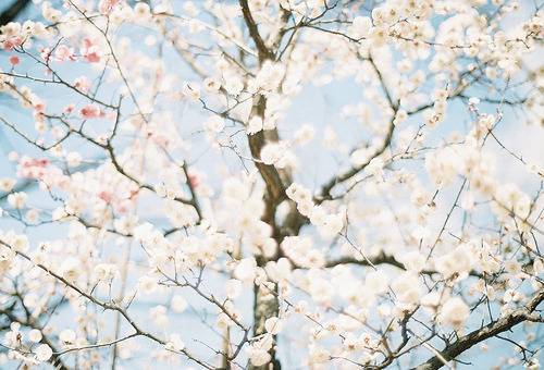 잘 지내 주어요.더 이상 내가 그대 안의 분홍빛 아니어도 그대의 봄 아름 답기를 | 인스티즈