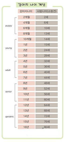 강아지 나이 계산 | 인스티즈