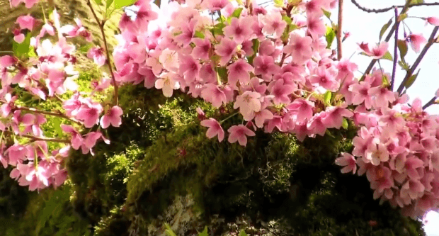 봄이 오면 볼 수 있는 모습 | 인스티즈