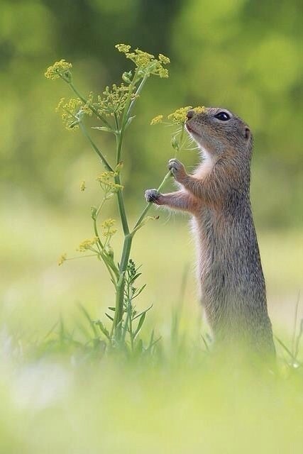 다람쥐의 귀여움에 대한 고찰.jpg | 인스티즈