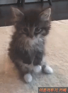 팔꿈치 관절이 없이 태어난 고양이 | 인스티즈