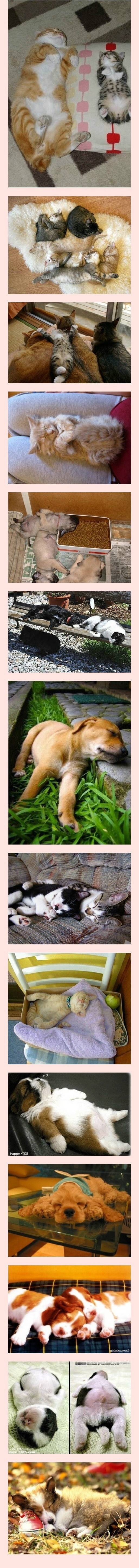 동물들 잘때 | 인스티즈