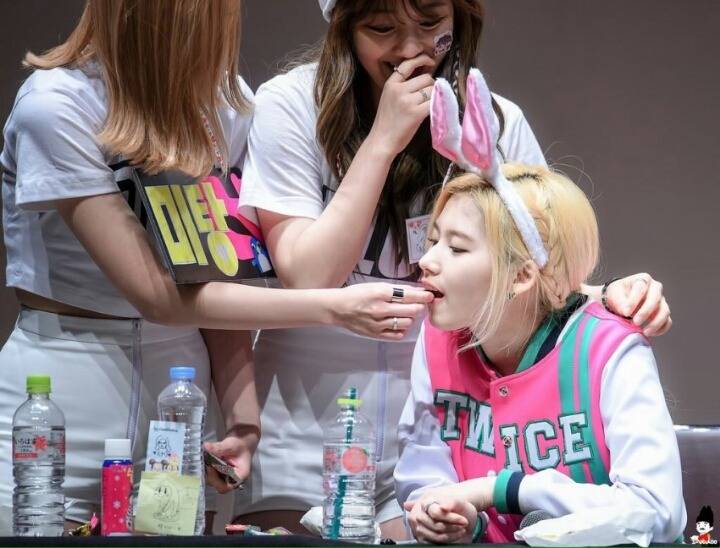 트와이스 애완 멤버.gif | 인스티즈