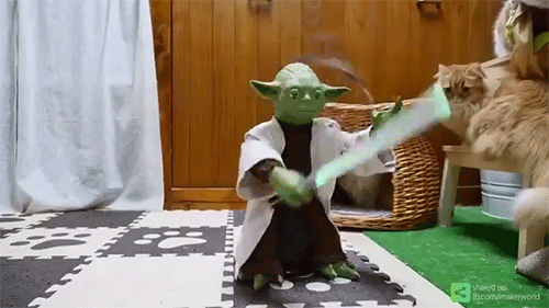 고양이 능욕 장난감.gif | 인스티즈