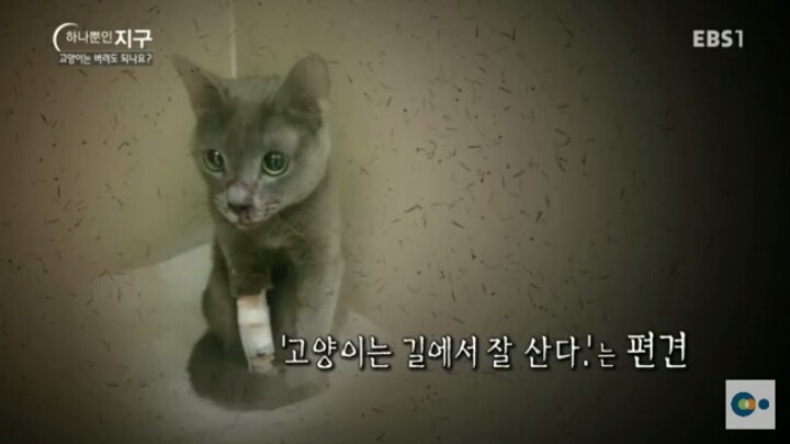 고양이는 버려도 되나요? | 인스티즈