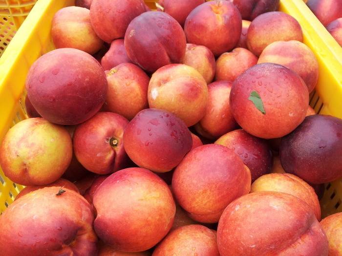 좀만 기다리면 먹을수 있는 과일들.jpg | 인스티즈