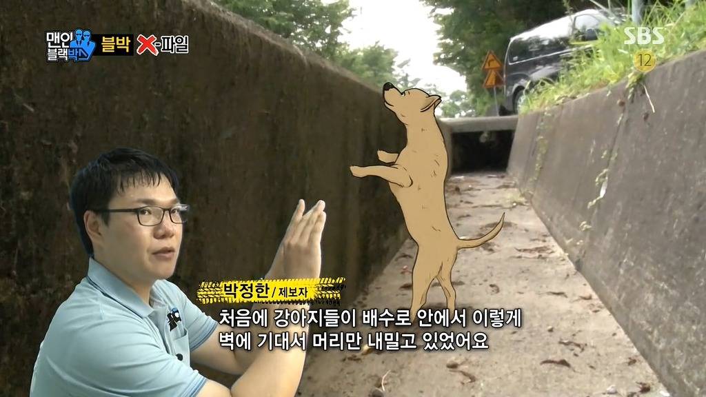 사람에게 도움을 청하는 강아지들 | 인스티즈