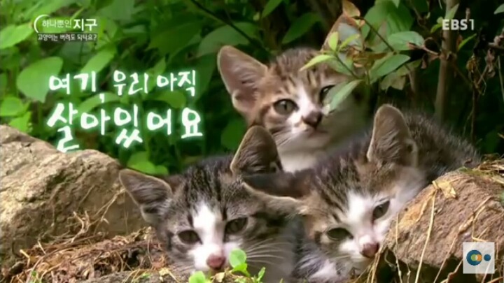 고양이는 버려도 되나요? | 인스티즈