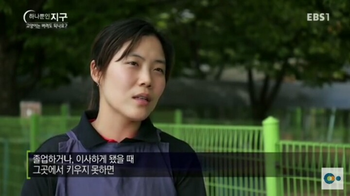 고양이는 버려도 되나요? | 인스티즈