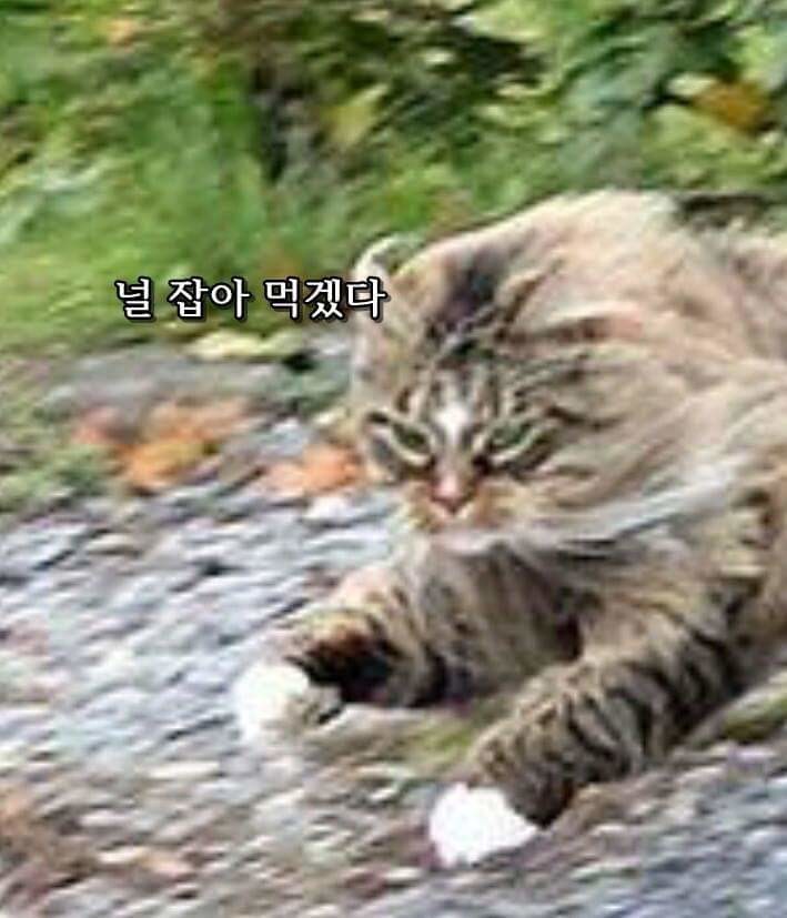 먹잇감이 없자 고양이를 사냥감으로 노린 여우 | 인스티즈