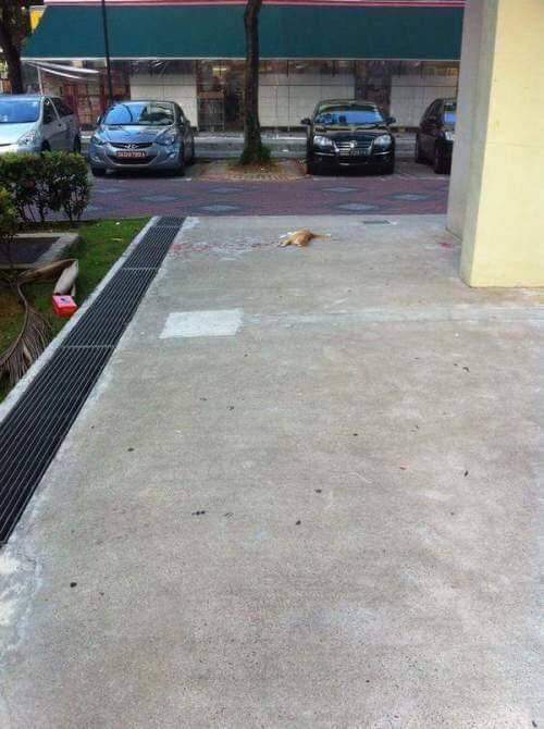 헐 저 고양이 완전 심각한거아니야...? | 인스티즈