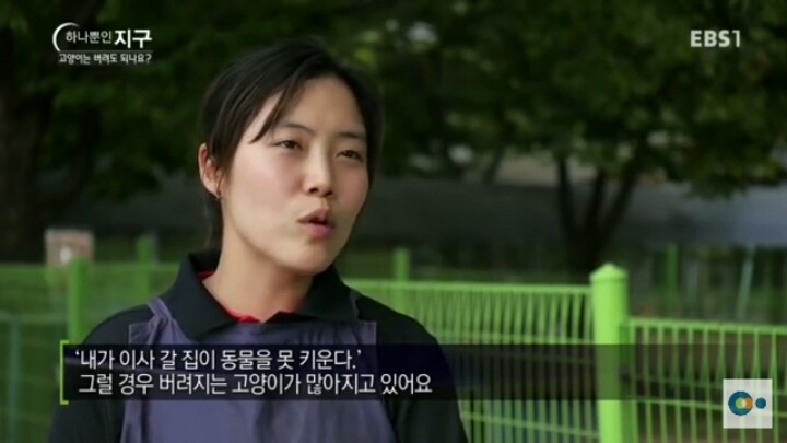 고양이는 버려도 되나요? | 인스티즈