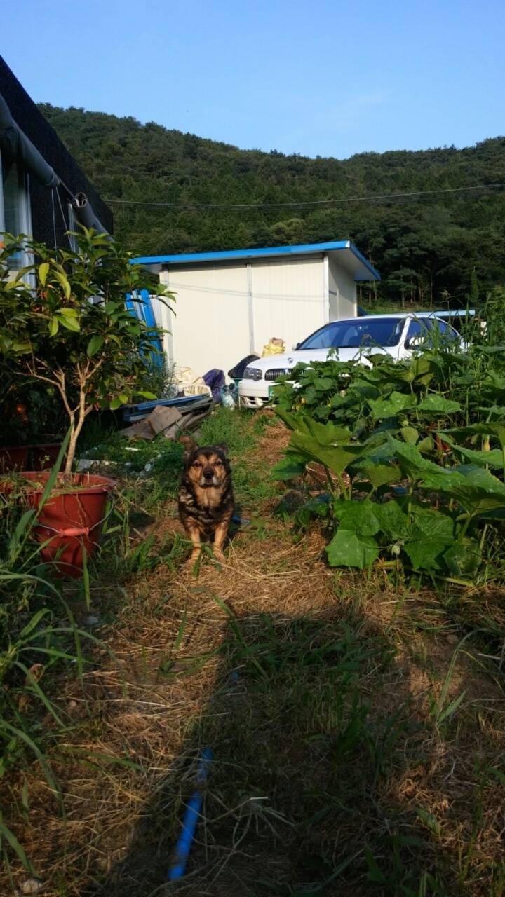 경남 진해 유기견행복의집이 태풍으로 폐허가 됐어요..하지만 이곳은 봉사조차 갈수 없는 곳이에요.. | 인스티즈