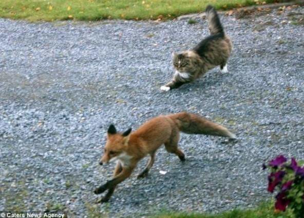 먹잇감이 없자 고양이를 사냥감으로 노린 여우 | 인스티즈