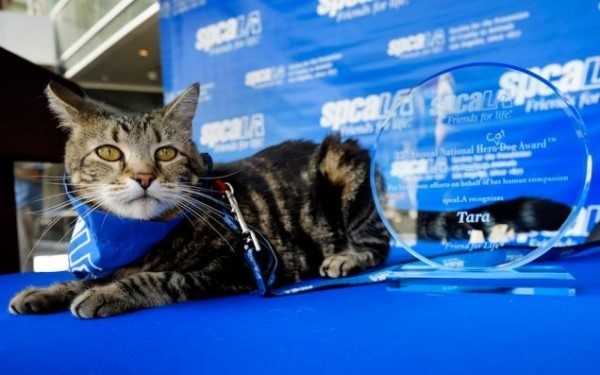 멋있는 고양이 | 인스티즈