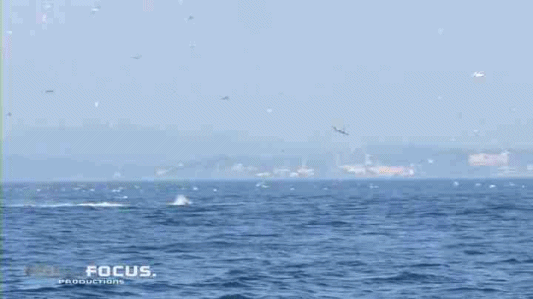 꼬리치기로 물개를 날려버리는 범고래.gif | 인스티즈