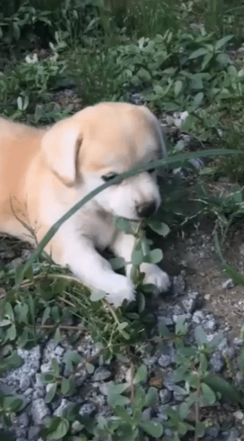 풀 뜯는 짱절미.gif | 인스티즈