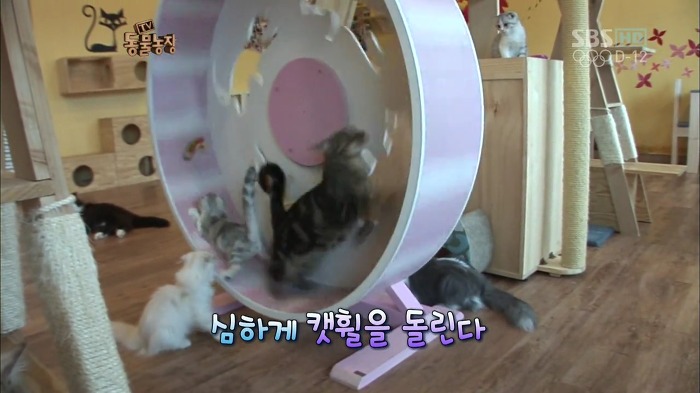 흥미로운 고양이들의 세계 | 인스티즈