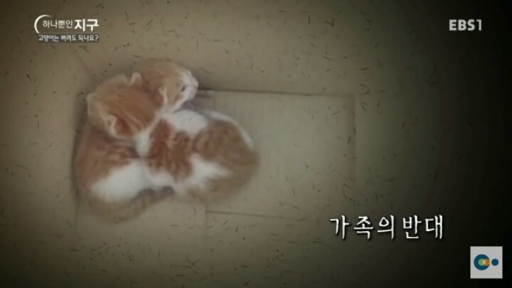 고양이는 버려도 되나요? | 인스티즈