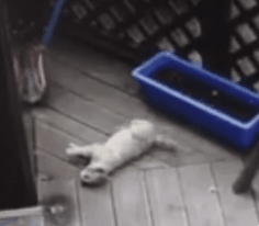 혐오,분노주의)고양이 잔혹하게 내던져 죽이고는 '웃으며 도망쳤다' | 인스티즈