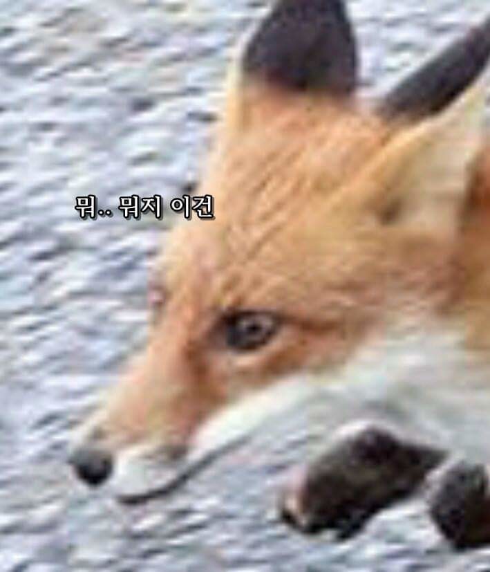 먹잇감이 없자 고양이를 사냥감으로 노린 여우 | 인스티즈