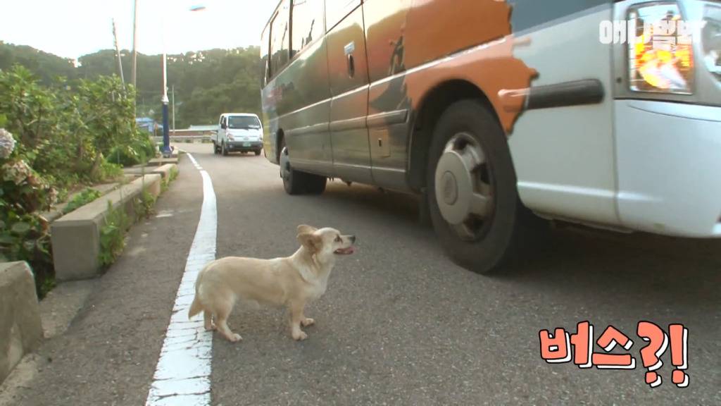 혼자 버스타고 지인 만나러 가는 강아지 상연이.jpg | 인스티즈