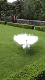 공작의 구애.gif | 인스티즈