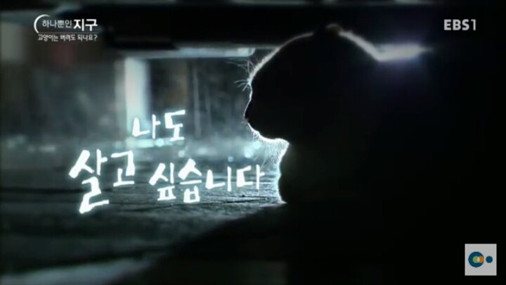 고양이는 버려도 되나요? | 인스티즈