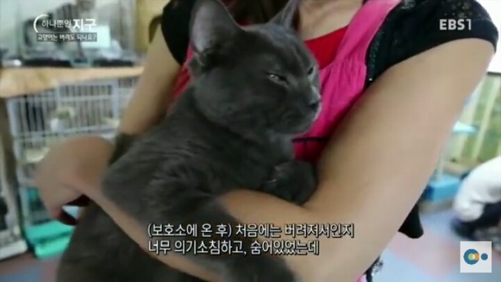 고양이는 버려도 되나요? | 인스티즈