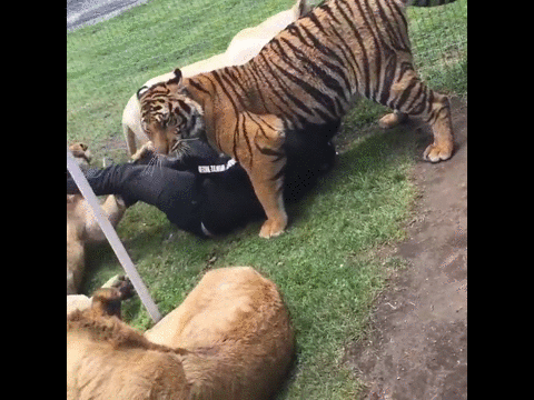 귀요미 냥이들에게 집단 괴롭힘 당하는 증ㅠㅠ | 인스티즈