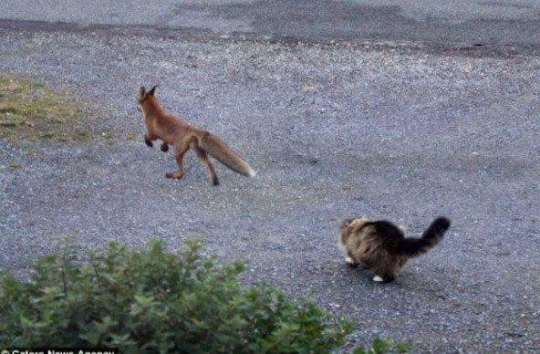 먹잇감이 없자 고양이를 사냥감으로 노린 여우 | 인스티즈