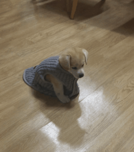 옷 선물 받은 짱절미.jpgif | 인스티즈