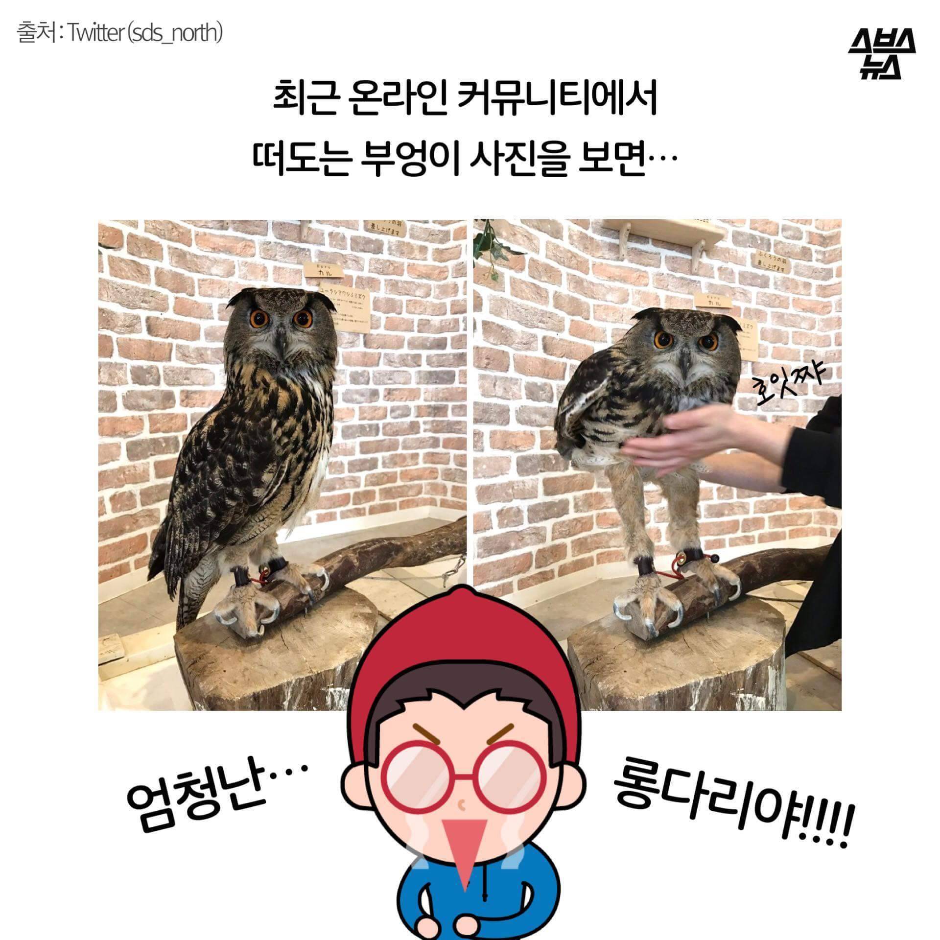 숏하지 않다고 말해부엉 | 인스티즈