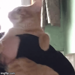 뽀뽀하니까 놀라는 고양이.gif | 인스티즈