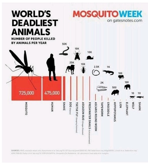 사람을 가장 많이 죽인 동물 | 인스티즈