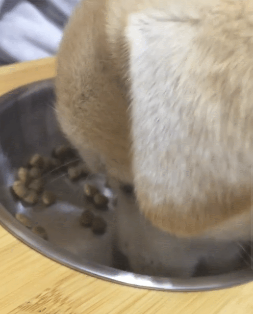 밥먹는 짱절미.gif | 인스티즈