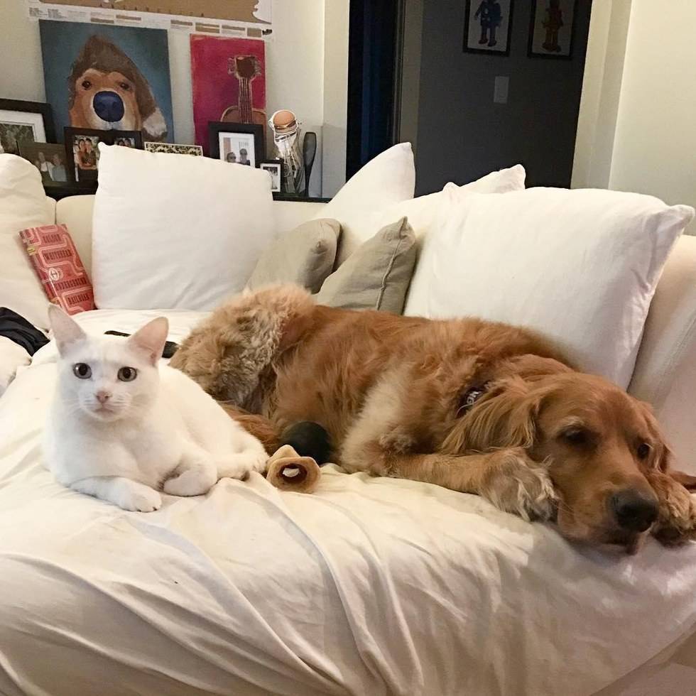 골든 리트리버 아빠 브래디의 고양이 아들 키우기.jpg | 인스티즈