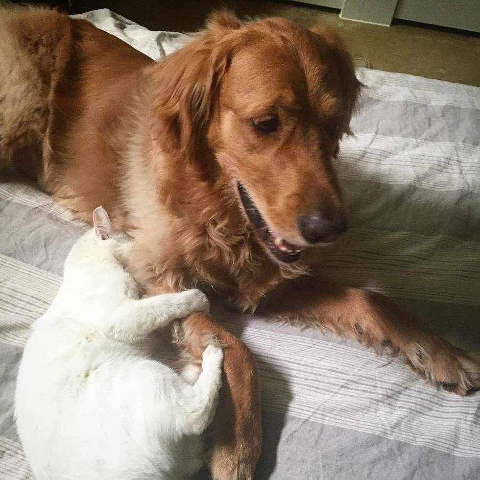 골든 리트리버 아빠 브래디의 고양이 아들 키우기.jpg | 인스티즈