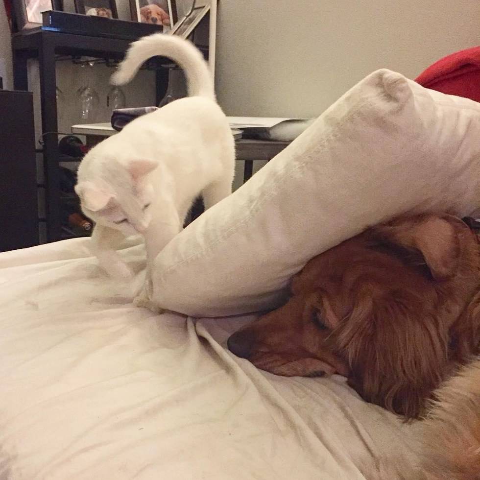 골든 리트리버 아빠 브래디의 고양이 아들 키우기.jpg | 인스티즈