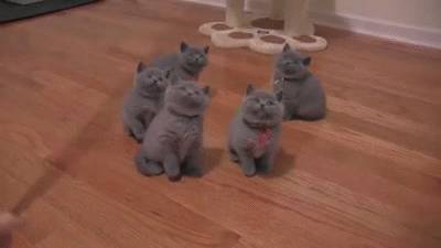 우리의 맴을 따스하게 데워줄 냥&댕모음 | 인스티즈