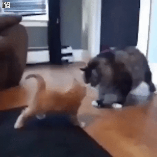 체급의 중요성 | 인스티즈