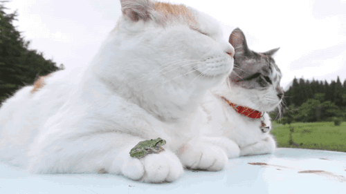 고양이 3 | 인스티즈