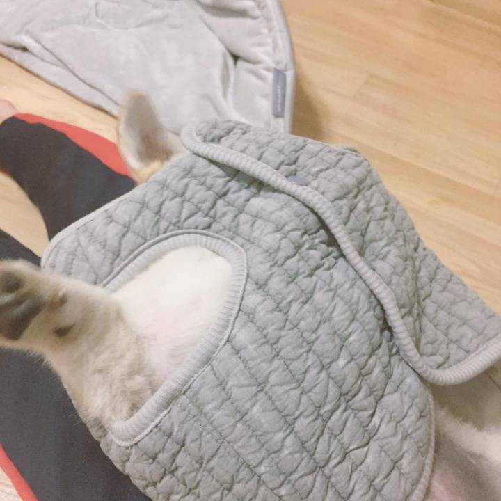 옷 선물 받은 짱절미.jpgif | 인스티즈