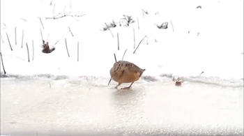 아이지켜주는 고양이 | 인스티즈