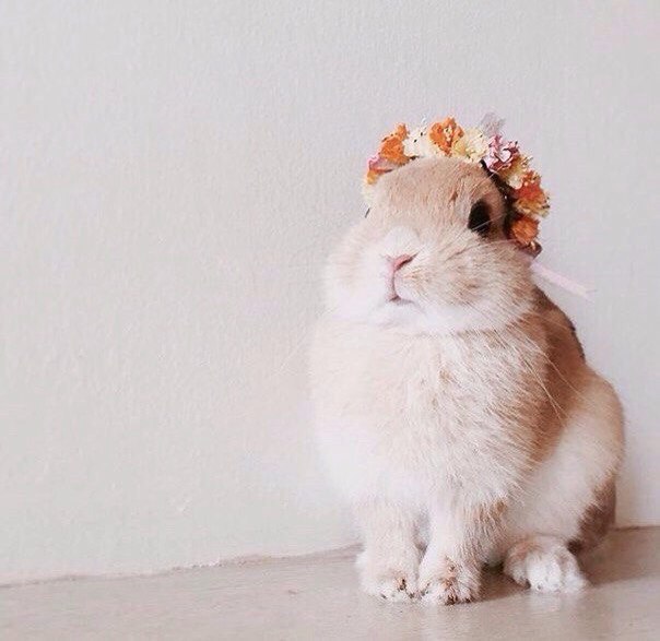 꽃장식을 쓴 토끼햏.jpg | 인스티즈