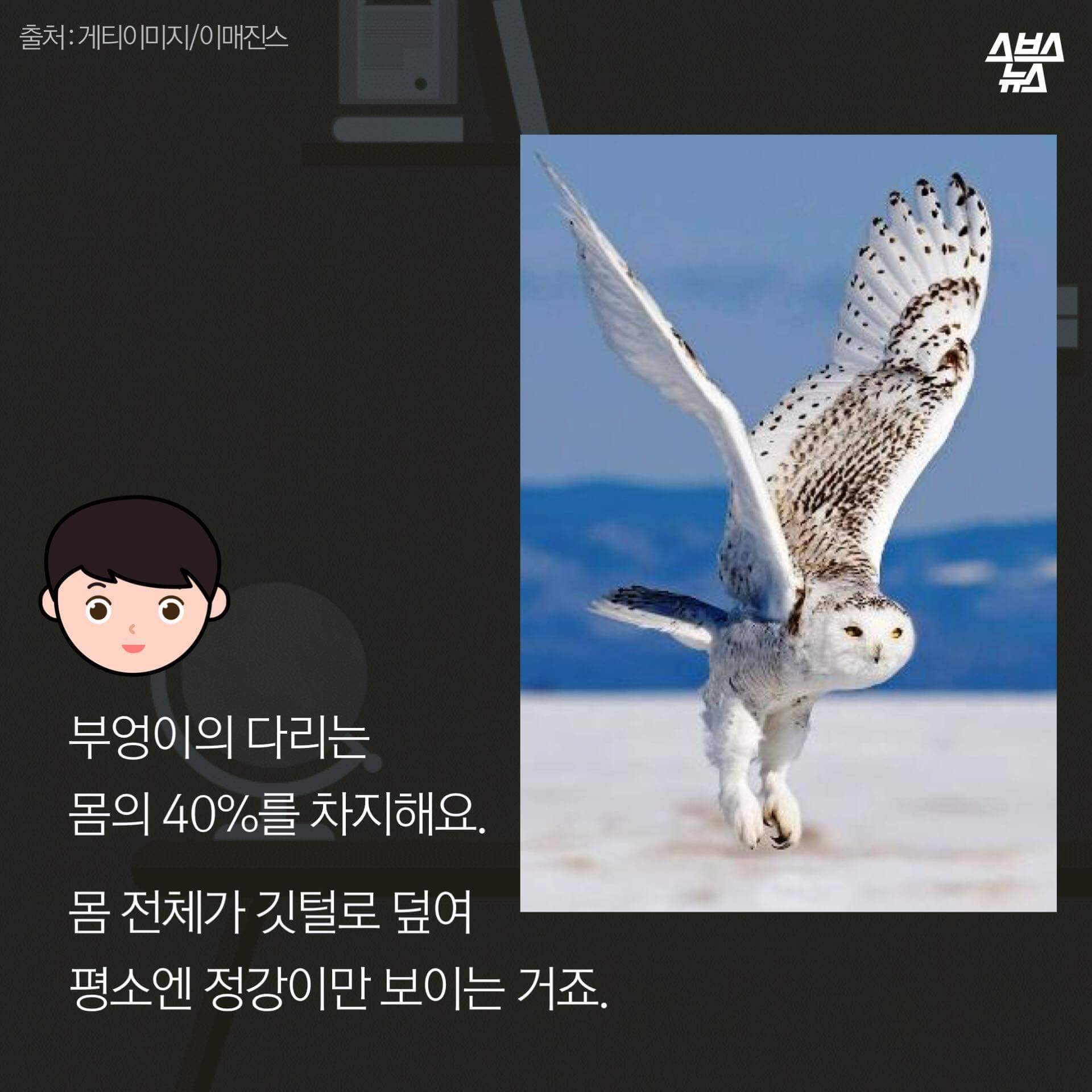 숏하지 않다고 말해부엉 | 인스티즈