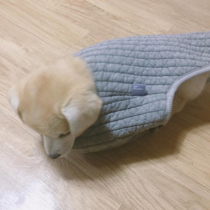 옷 선물 받은 짱절미.jpgif | 인스티즈